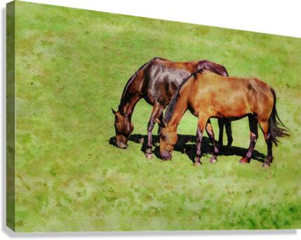 Digital water color of two brown horses  Canvas Print