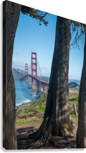 Golden Gate Bridge and tree trunks  Canvas Print