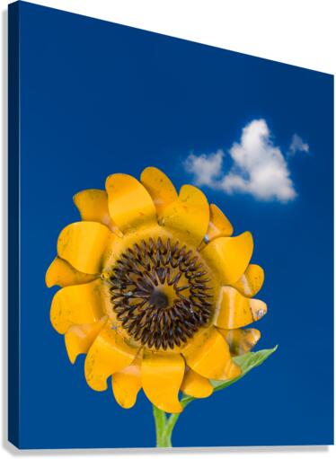 Metal sunflower against blue sky  Canvas Print