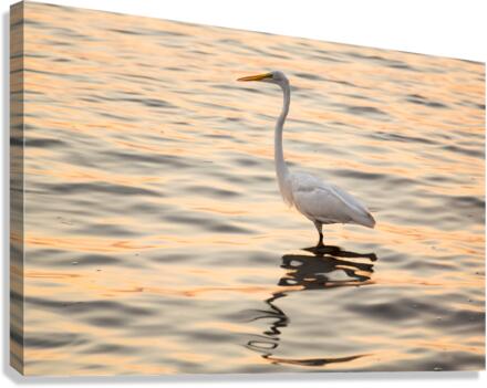 Great white egret in the sea off Tampa in Gulf  Canvas Print