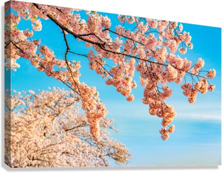 Detail macro photo of japanese cherry blossom flowers  Canvas Print
