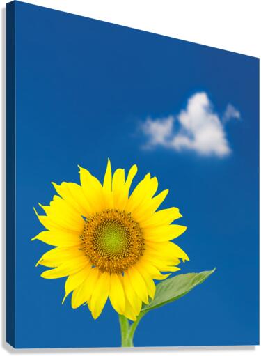 Single sunflower blossom against blue sky  Canvas Print