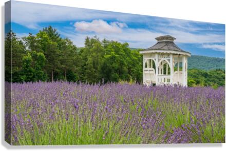 Lavender plants in blossom in early July  Canvas Print