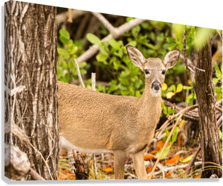 Small Key Deer in woods Florida Keys  Canvas Print