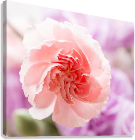 Delicate close up of petals of a carnation  Canvas Print