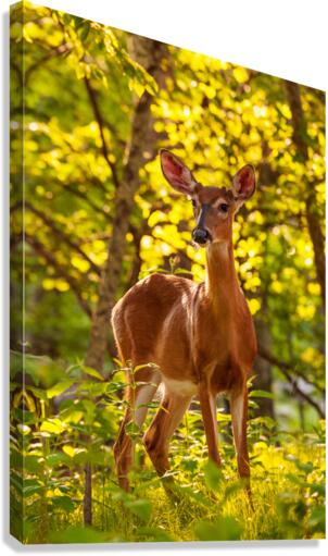 White tailed deer feeds at Big Meadow  Canvas Print