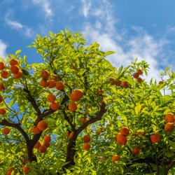 Oranges growing in courtyard of monastery