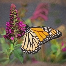 Beautiful Monarch butterfly feeding in garden