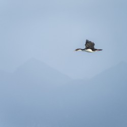 Imperial Shag or Cormorant flying by Cape Horn in Chile