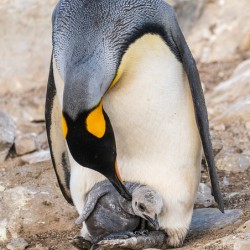 Small chick hiding in the feathers of a King Penguin at Bluff Co