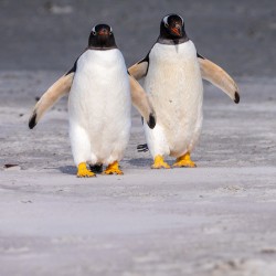 Two Gentoo penguins at Bluff Cove on Falklands walking to ocean