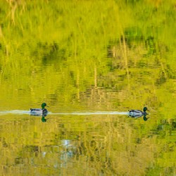 Two ducks floating through reflection of sunlit trees