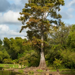 Large bald cypress trees rise out of water in Atchafalaya basin