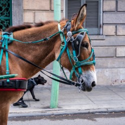 Portrait of horse pulling carriage with black dog on sidewalk