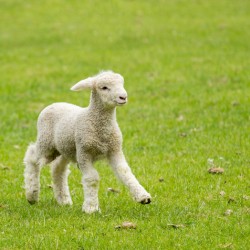 Cute lamb in meadow in New Zealand