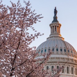 Cherry blossoms by the Capitol dome at dawn