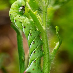 Tomato hornworm caterpillar eating plant