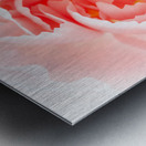 Delicate close up of petals of a carnation Metal print