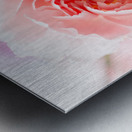 Delicate close up of petals of a carnation Metal print