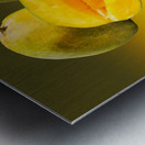 Two mangoes and one cut mango reflecting Metal print