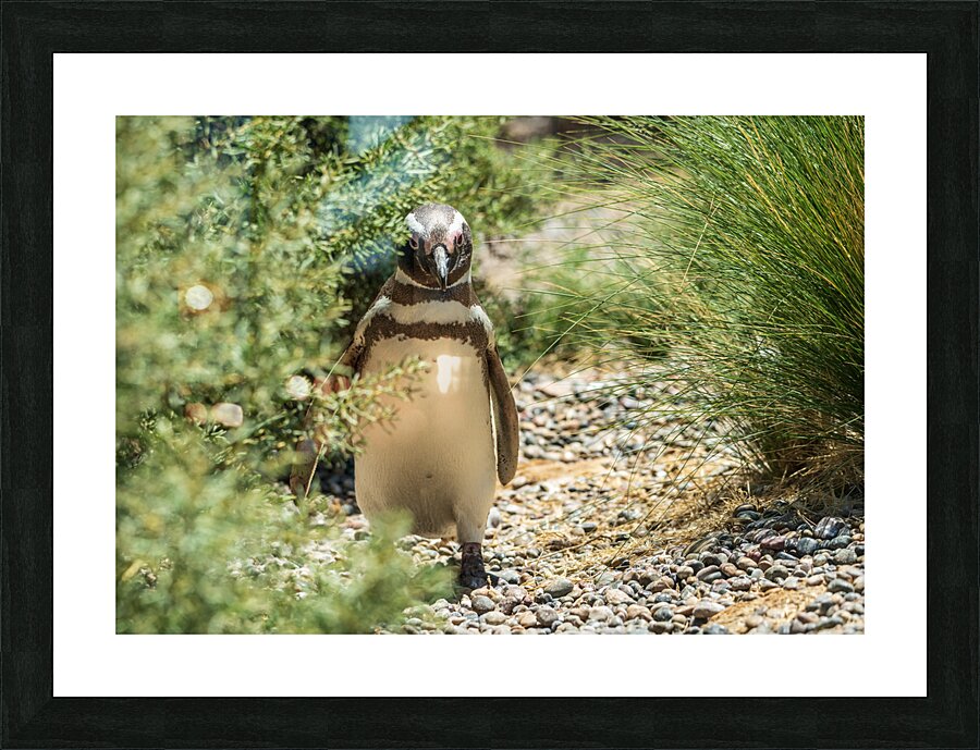 Single male magellanic penguin in plants in Punta Tombo  Framed Print Print