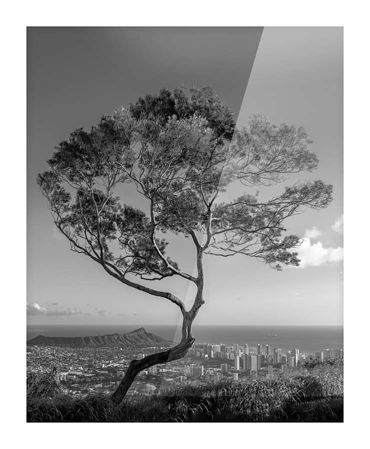 Solitary tree overlooks Waikiki in Black and White  Framed Print Print