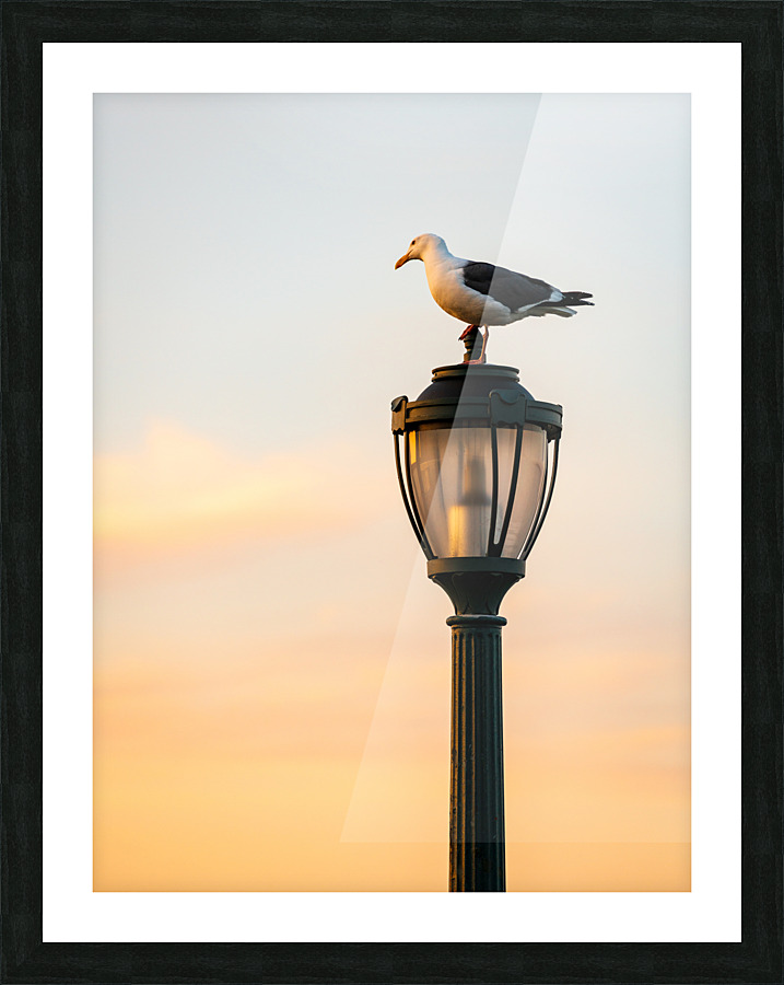 Seagull on a cast iron street lamp at dusk  Framed Print Print