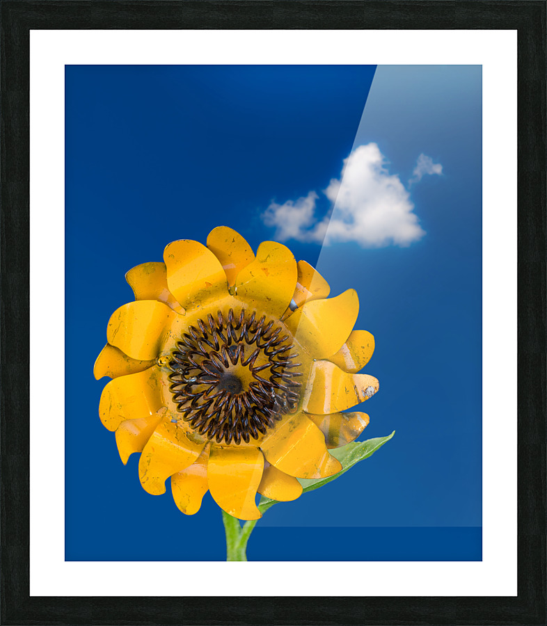 Metal sunflower against blue sky  Framed Print Print