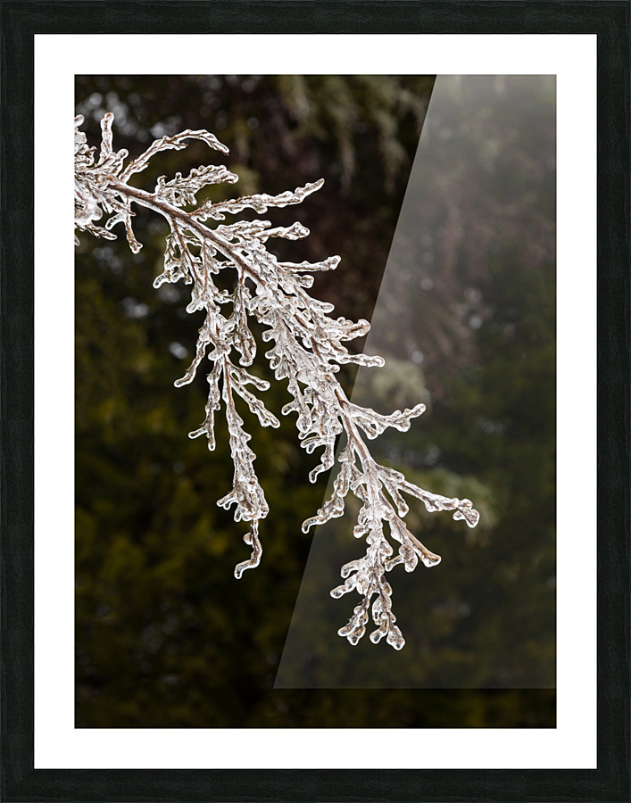 Ice covered branches start to melt to icicles  Framed Print Print