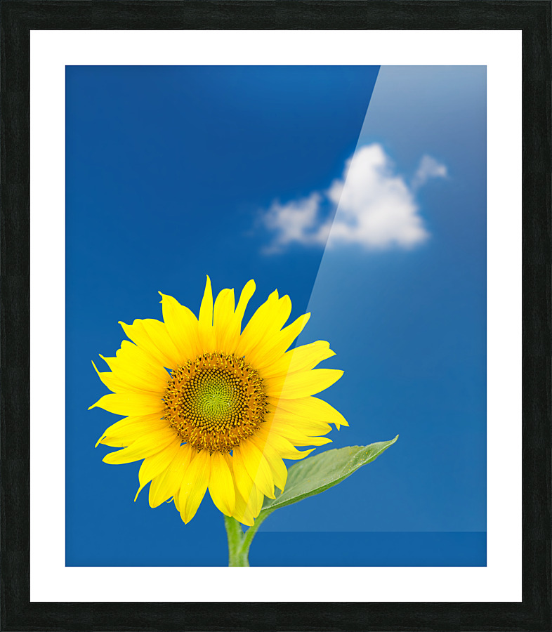 Single sunflower blossom against blue sky  Framed Print Print
