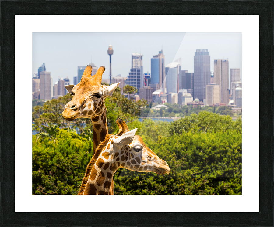 Giraffes with a fabulous view of Sydney  Framed Print Print
