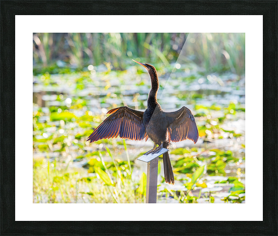 Anhinga bird drying its feathers in Everglades  Framed Print Print