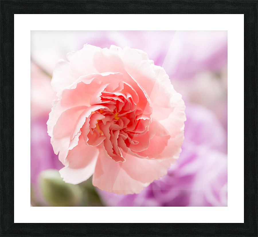 Delicate close up of petals of a carnation  Framed Print Print