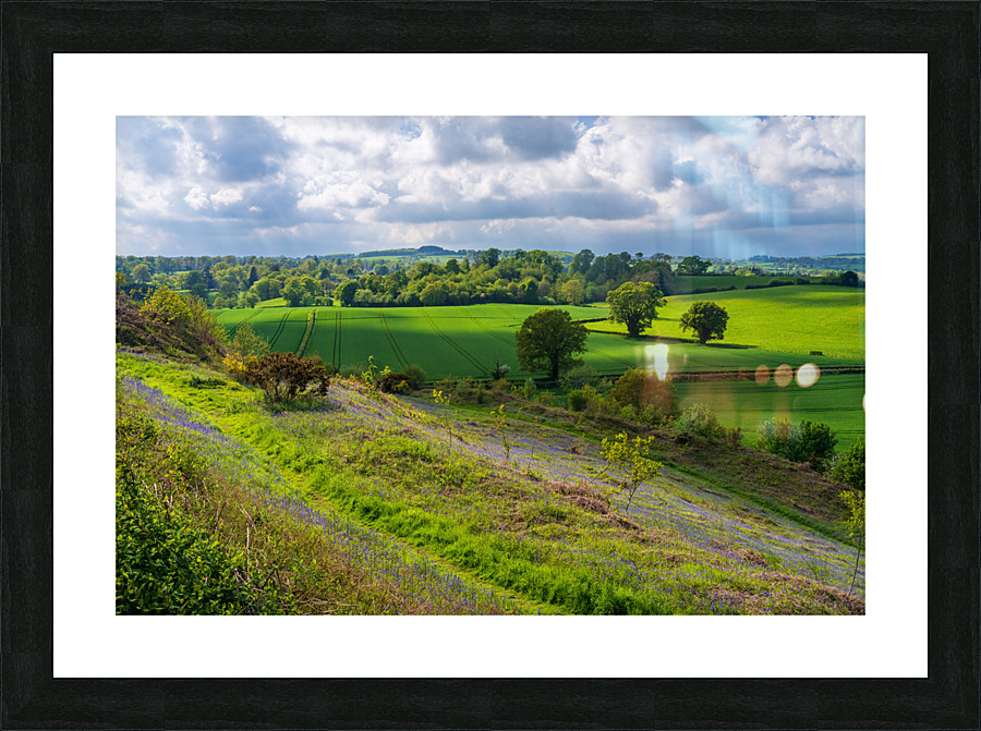 Bluebells by the path on Old Oswestry hill fort in Shropshire  Framed Print Print