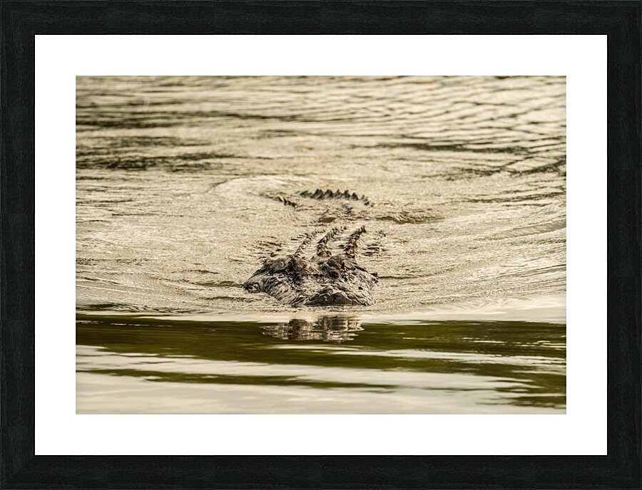 American alligator approaching across calm waters of Atchafalaya  Framed Print Print