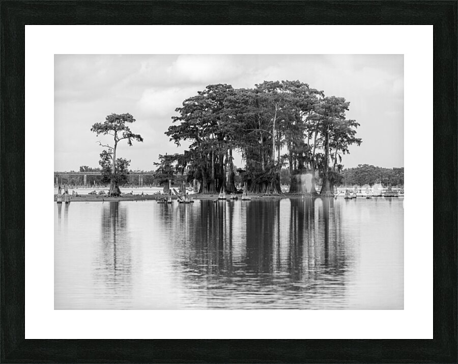 Stand of bald cypress trees rise out of water in Atchafalaya bas  Framed Print Print