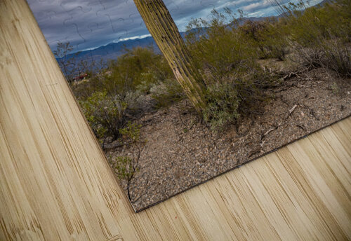 Sunset in Saguaro National Park Tucson Steve Heap puzzle