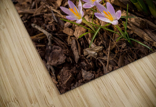 Crocus blossoms in dirt and mulch of garden Steve Heap puzzle