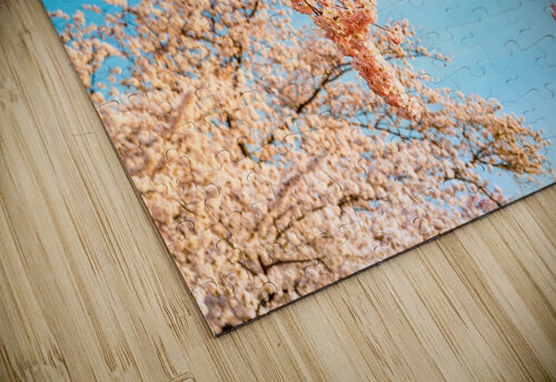 Detail macro photo of japanese cherry blossom flowers Steve Heap puzzle