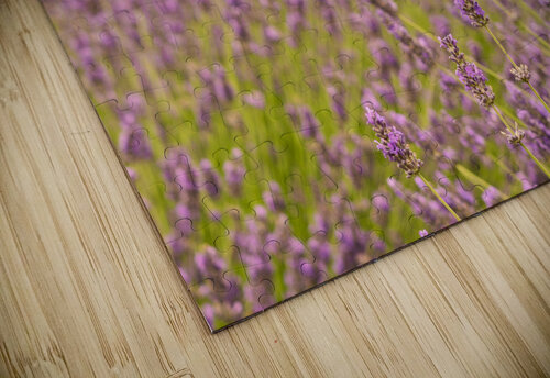 Lavender plants in blossom in early July Steve Heap puzzle