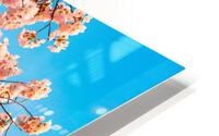 Detail macro photo of japanese cherry blossom flowers HD Metal print