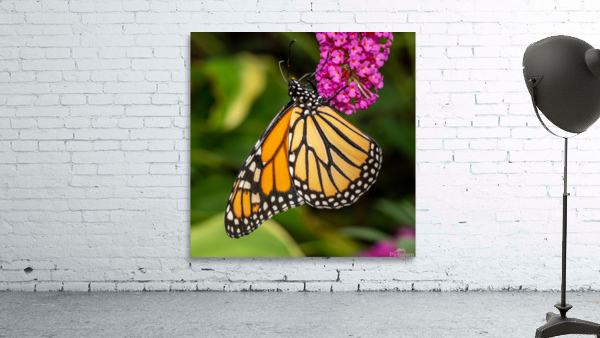 Side view of Monarch butterfly feeding in garden by Steve Heap