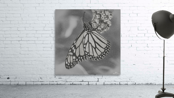 Pencil sketch of Monarch butterfly feeding by Steve Heap