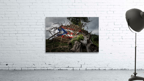 Fallen tree from Hurricane Maria in San Juan by Steve Heap