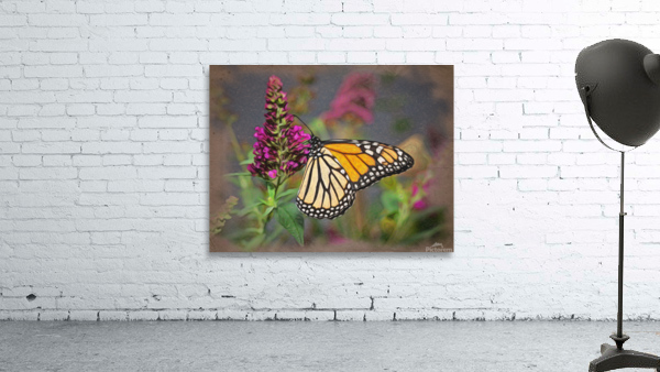 Beautiful Monarch butterfly feeding in garden by Steve Heap