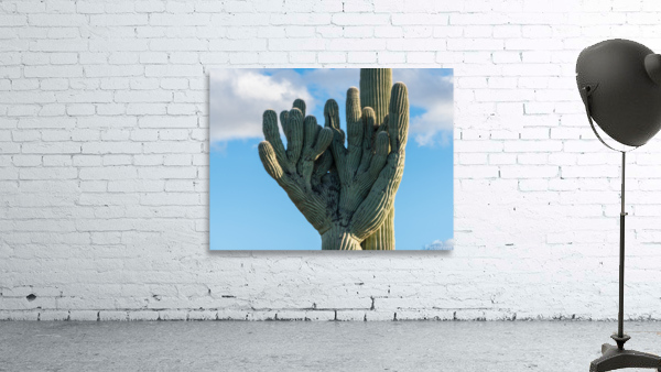 Crested Saguaro in National Park West by Steve Heap