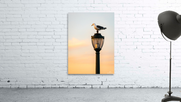 Seagull on a cast iron street lamp at dusk by Steve Heap