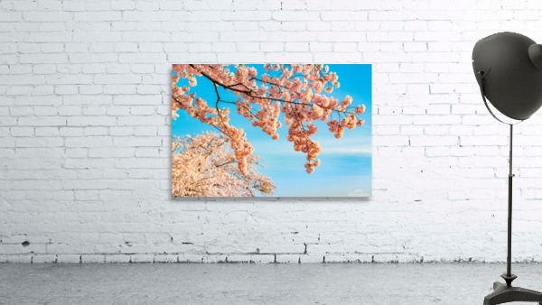Detail macro photo of japanese cherry blossom flowers by Steve Heap