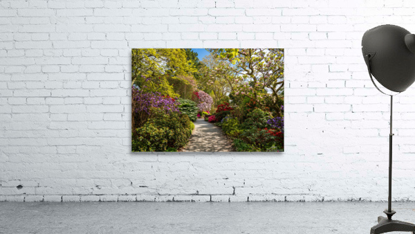 Azaleas and Rhododendron trees surround pathway in spring by Steve Heap