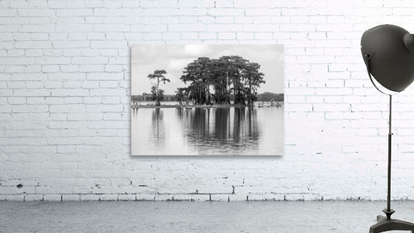 Stand of bald cypress trees rise out of water in Atchafalaya bas by Steve Heap